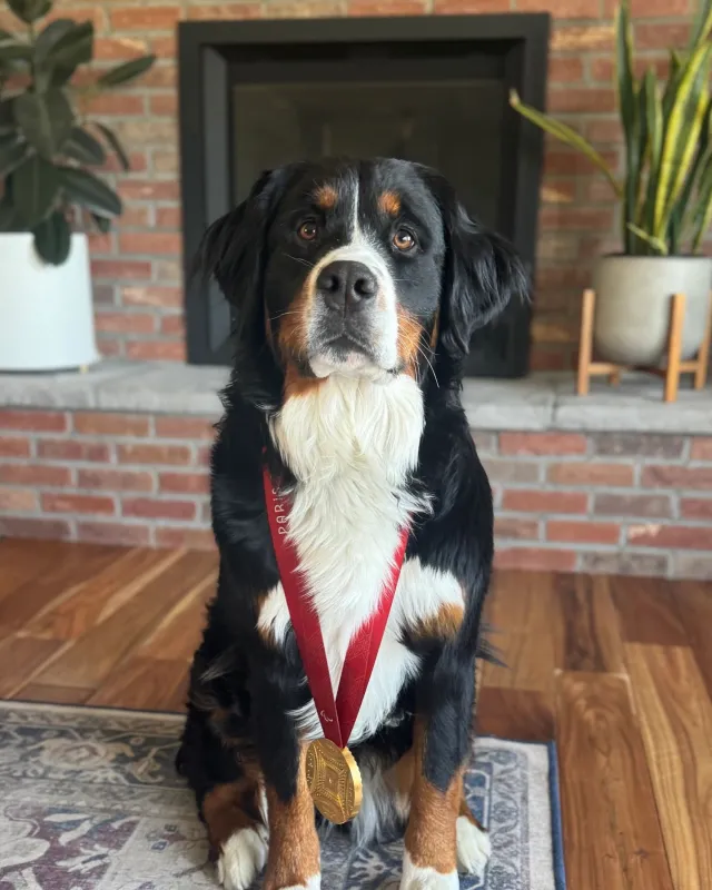 Cohen, the practice's Bernese Mountain Dog, wearing a gold medal